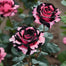 Starlight Mottled Rose Seeds- Rare Multicolor