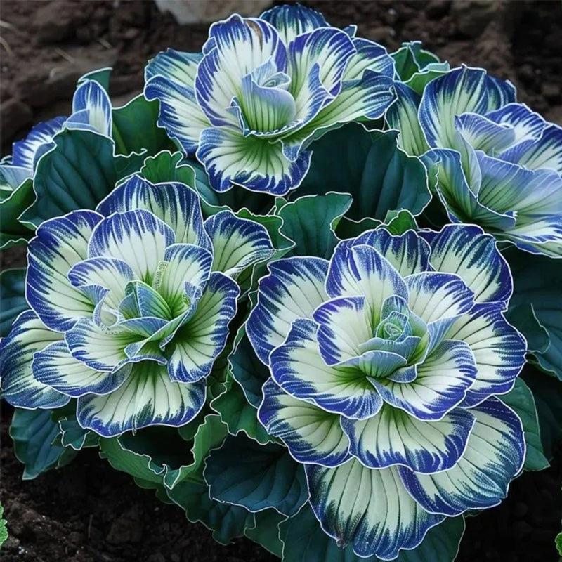 Rare Twin Begonia Seeds