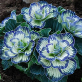 Rare Twin Begonia Seeds