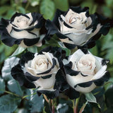 Rare Blue Moon Rose & Multi-Colored Petal Lace Rose Seeds