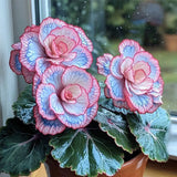 Beautiful Begonia Blooms Seeds
