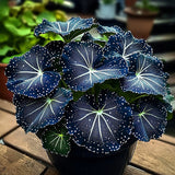 Blue Night Spark Begonia Seeds