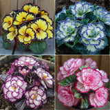 Rare Twin Begonia Seeds