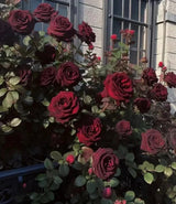 Black Buck Rose Seeds