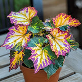 Golden Twilight Begonia Seeds