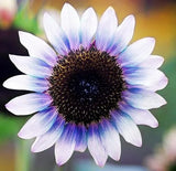 Sunflower Seeds For Planting Rare Multi Color Garden Seeds