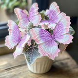 Charming Butterfly Plant Seeds
