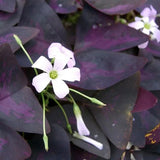 Charming Butterfly Plant Seeds