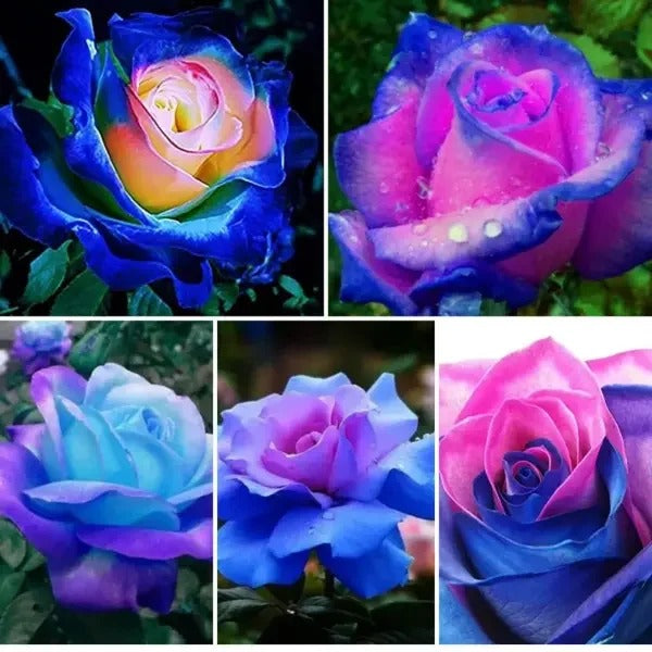 Lady Moon Roses Rare Moon Rose Seeds – Haiyiplants