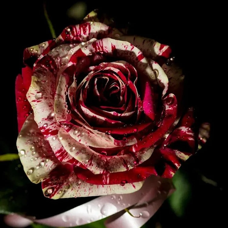 Dark Red White Rose Seeds
