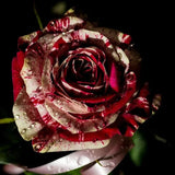 Dark Red White Rose Seeds