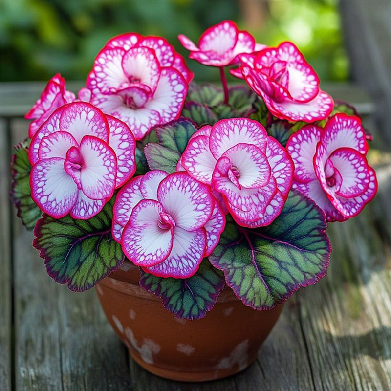 Begonia Rex 'Peppermint Twist' Seeds