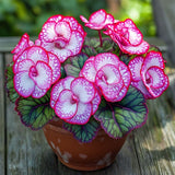 Begonia Rex 'Peppermint Twist' Seeds