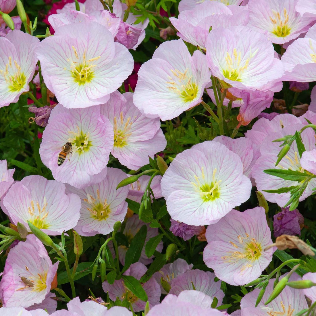 Showy Evening Primrose Seeds