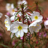Pale Evening Primrose Seeds