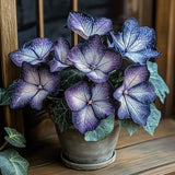 Plum Silver Star Begonia Seeds