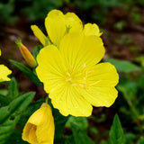 Yellow Evening Primrose Seeds