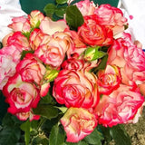 Rosa 'Cherry Parfait' Seeds