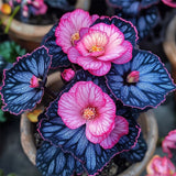 Begonia Rex 'Pink Lightning' Seeds