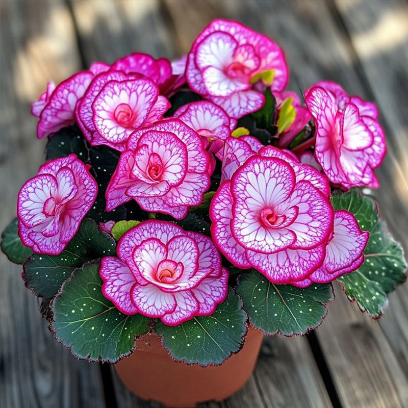 Begonia Rex 'Pink Neon' Seeds