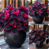 Rare Galaxy Polka Dot Begonia Seeds