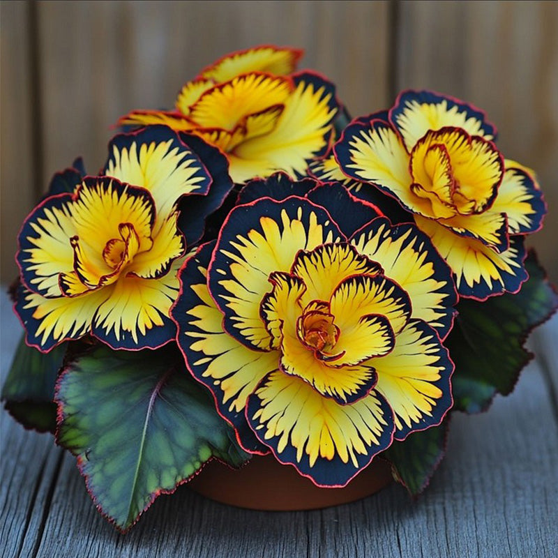 Begonia Rex 'Golden Sunburst' Seeds