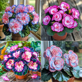 Begonia Rex 'Pink Neon' Seeds