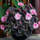 Begonia and Alocasia Mix Seeds