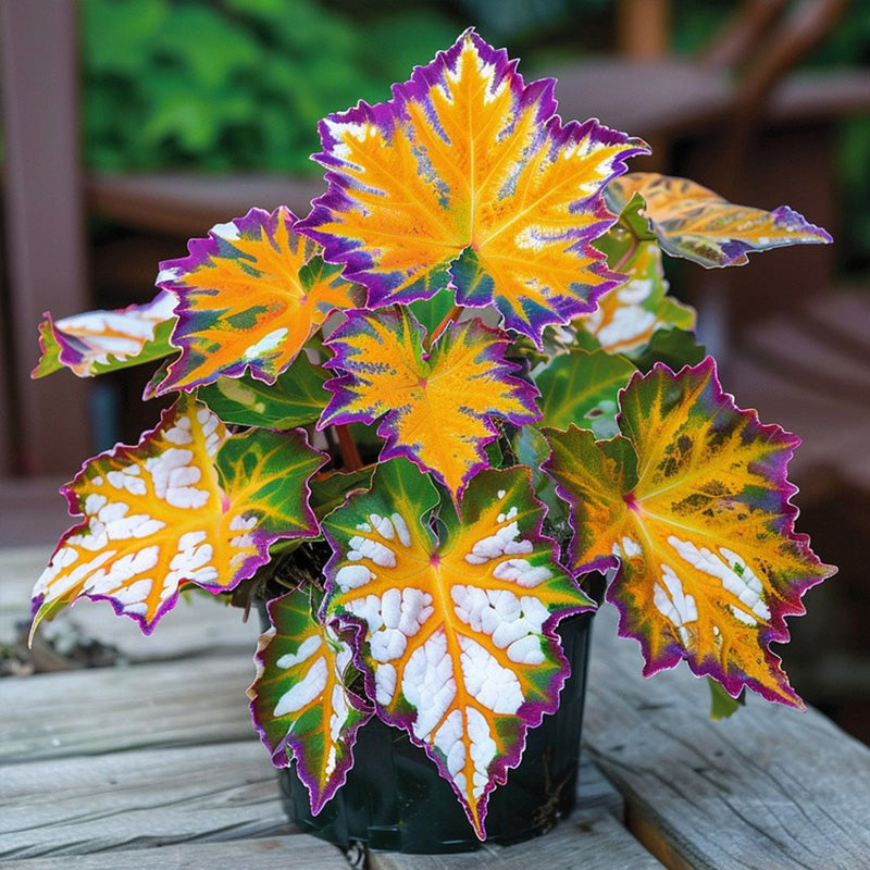 Golden Twilight Begonia Seeds