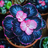 Begonia Rex 'Pink Lightning' Seeds