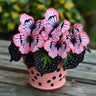Charming Butterfly Plant Seeds
