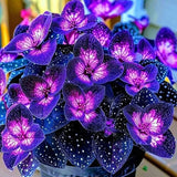 Begonia Rex 'Cosmic Purple' Seeds