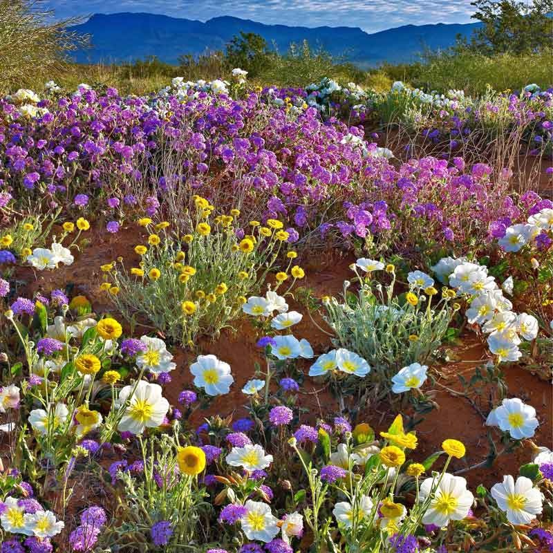 Pale Evening Primrose Seeds