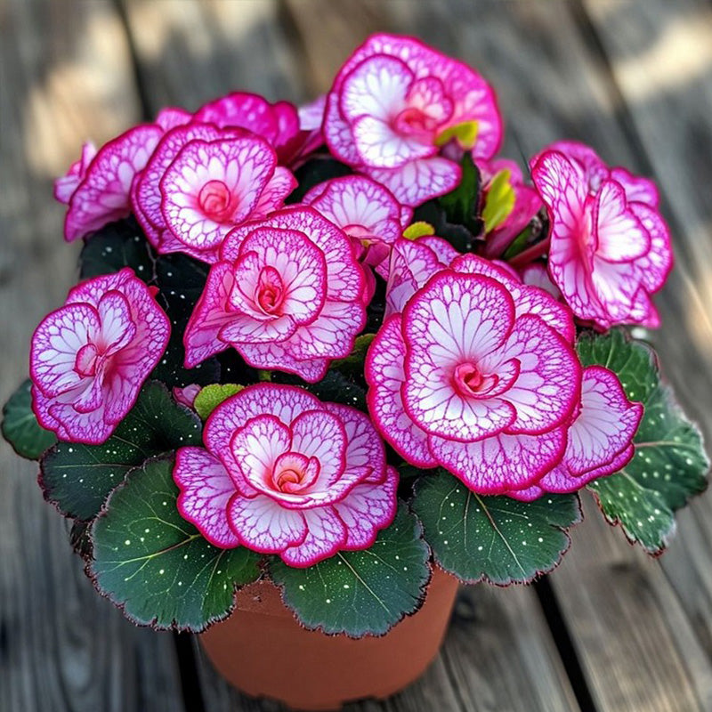 Begonia Rex 'Peppermint Twist' Seeds