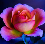 Rare Moon Rose Seeds