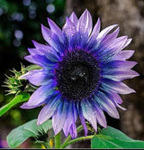 Sunflower Seeds For Planting Rare Multi Color Garden Seeds