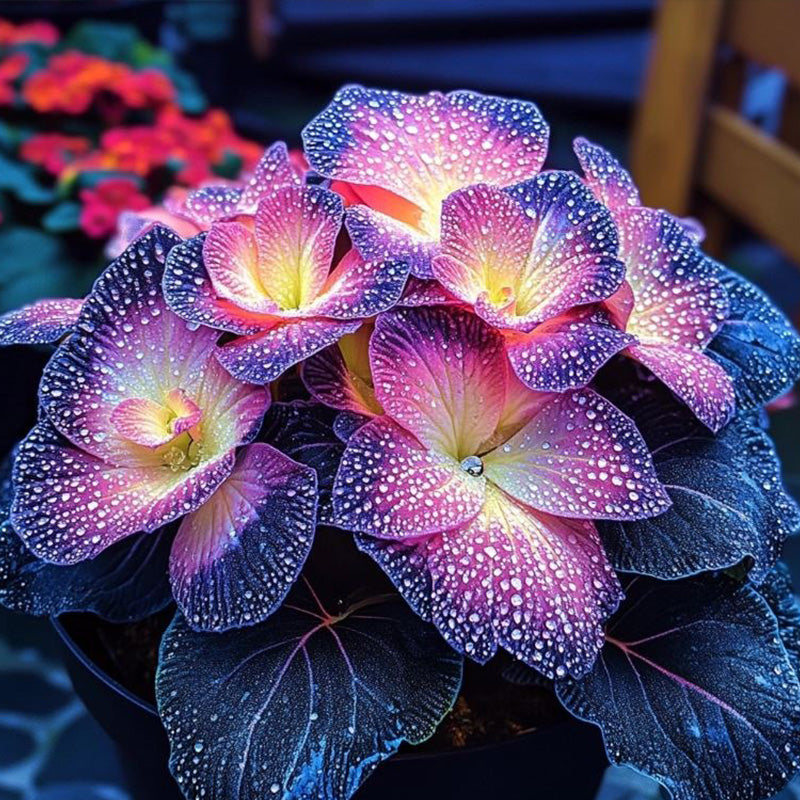 Begonia Rex 'Twilight Sparkle' Seeds