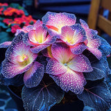 Begonia Rex 'Twilight Sparkle' Seeds