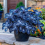 Rare Galaxy Polka Dot Begonia Seeds