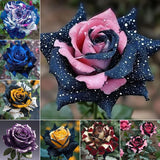 Starlight Mottled Rose Seeds- Rare Multicolor