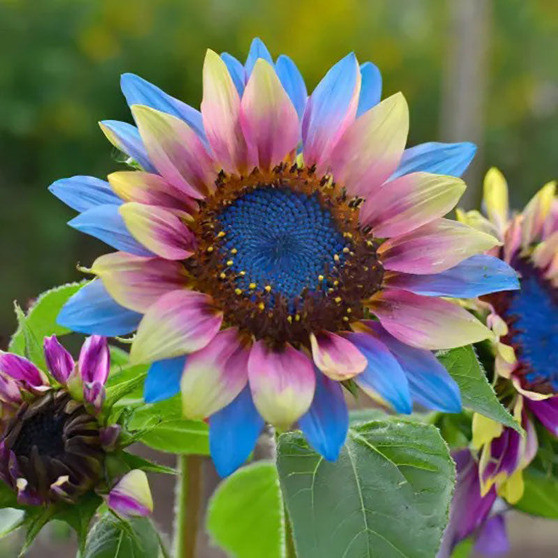 Twin-Blossom Blue Over Pink Sunflower Seeds