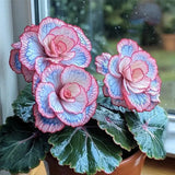 Begonia Rex 'Pink Neon' Seeds