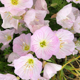 Showy Evening Primrose Seeds