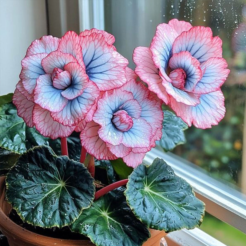 Beautiful Begonia Blooms Seeds