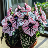 Eclipse Petal Begonia Seeds