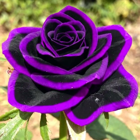 Lace black Rose Seeds – Haiyiplants