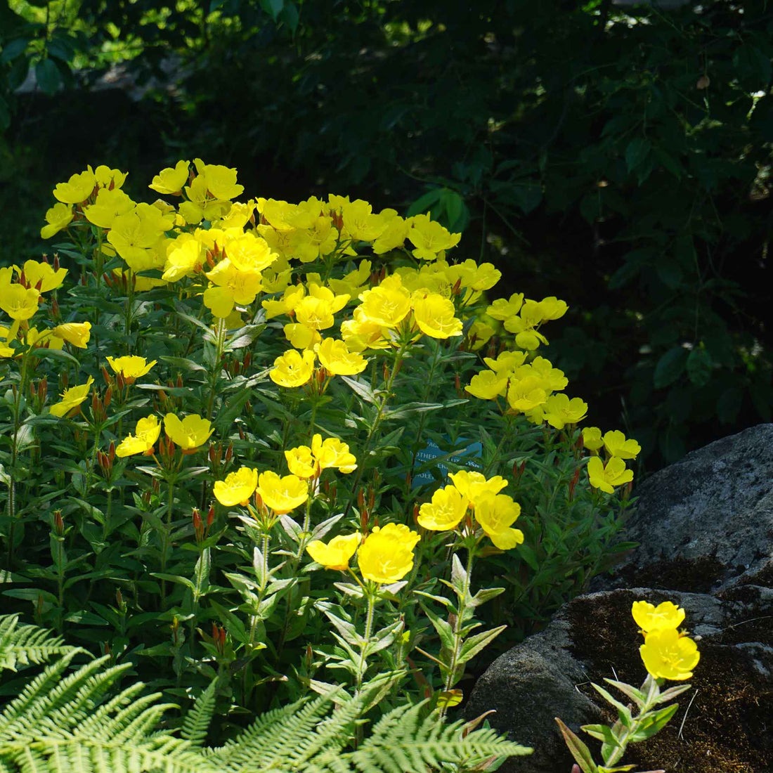 Yellow Evening Primrose Seeds