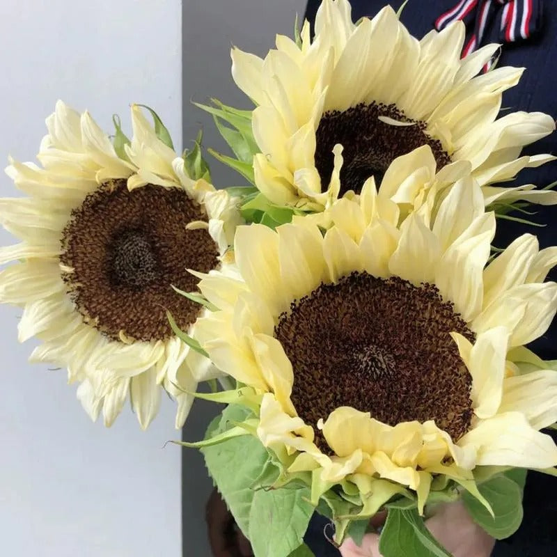Yellow Sunflower With Black Heart Seeds