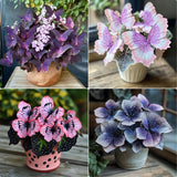 Charming Butterfly Plant Seeds