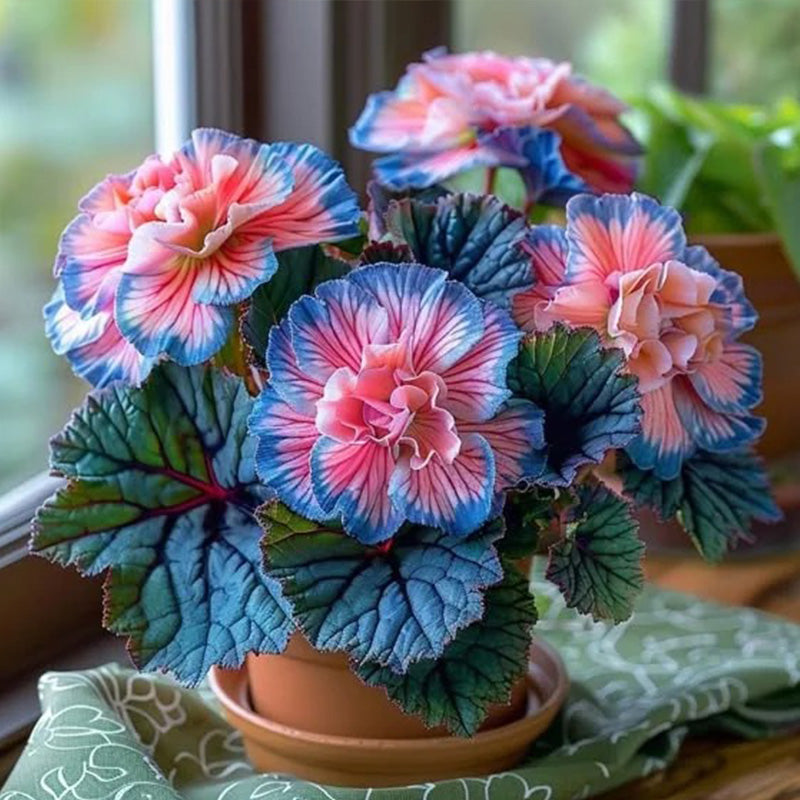 Rare Begonia Seeds - Blue and Pink